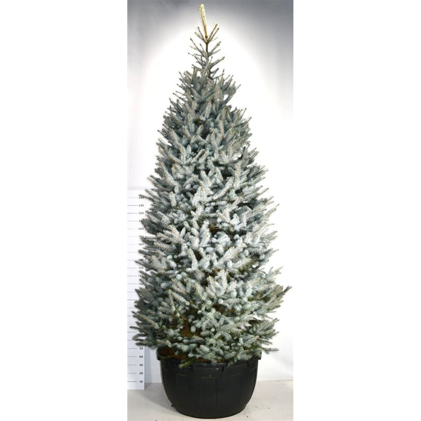Blågran – Picea pungens 'Blue Diamond' - C500 350-400 CM